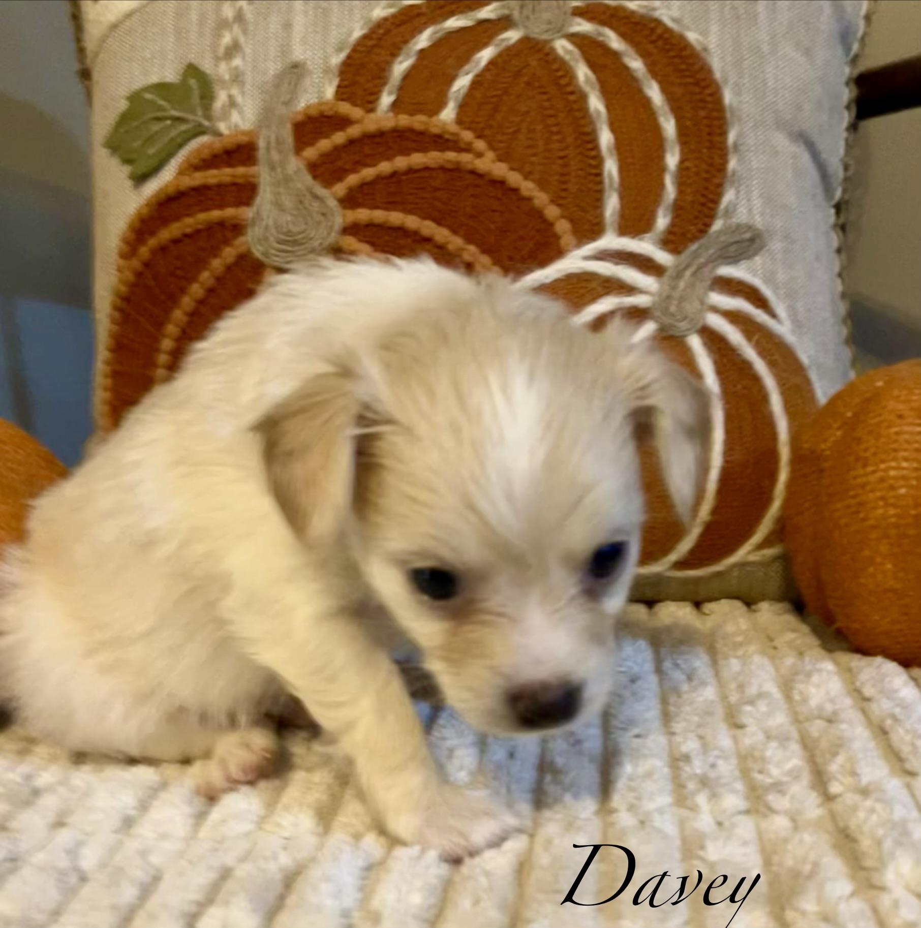 Enlarge D litter Boys, a Adopted Chiweenie in Jacksonville, FL image 3/3