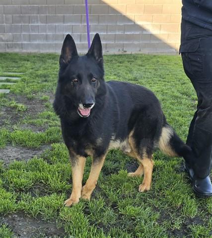 Levi, ADOPTABLE, Senior Male German Shepherd Dog.