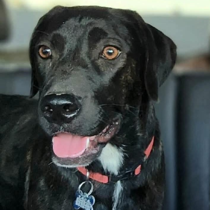 Enlarge Brindle , a other Black Labrador Retriever in Brentwood, TN image 1/1