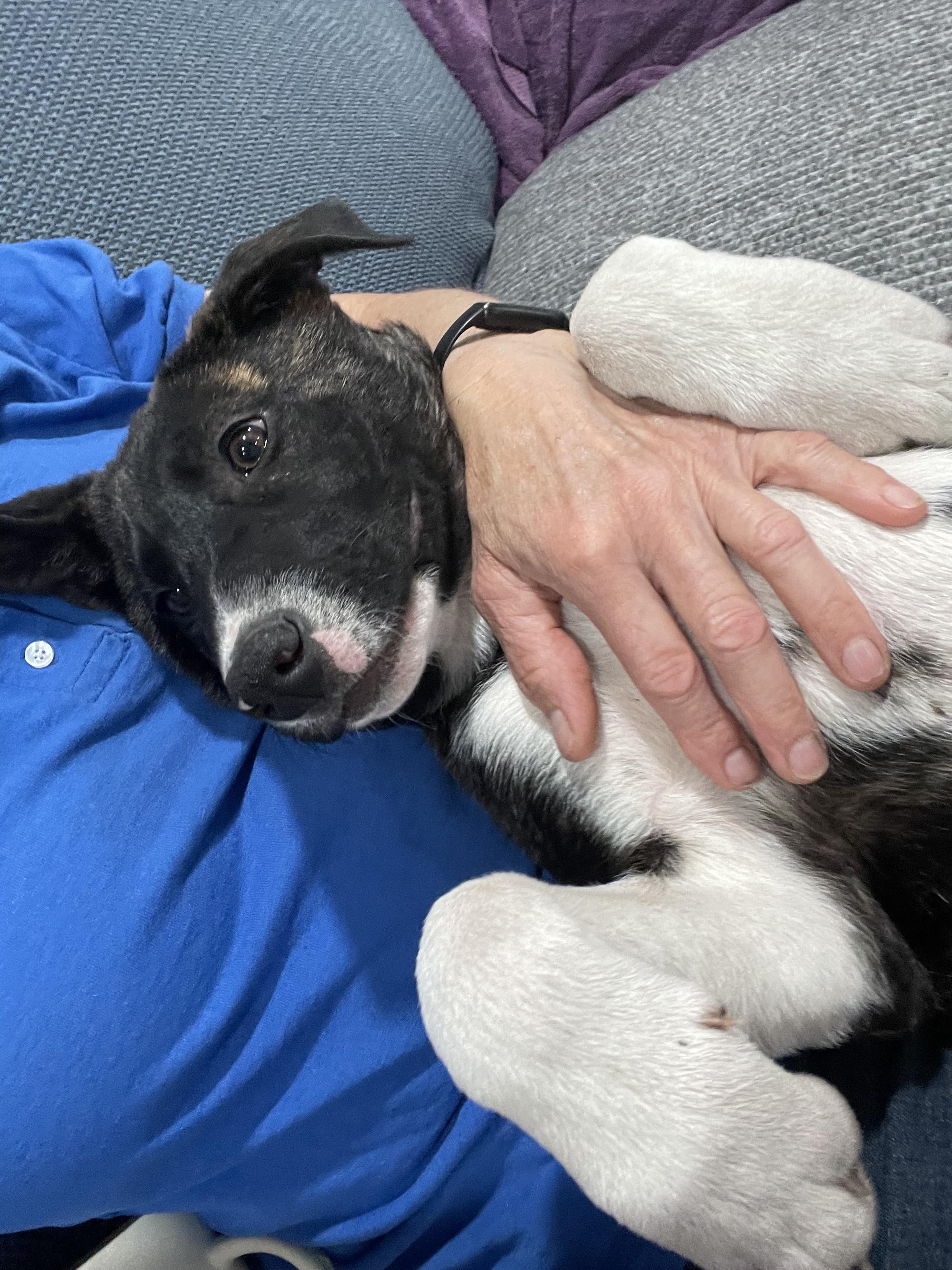 Enlarge Lilo, a ADOPTABLE mixed breed in Tracy, CA image 1/3