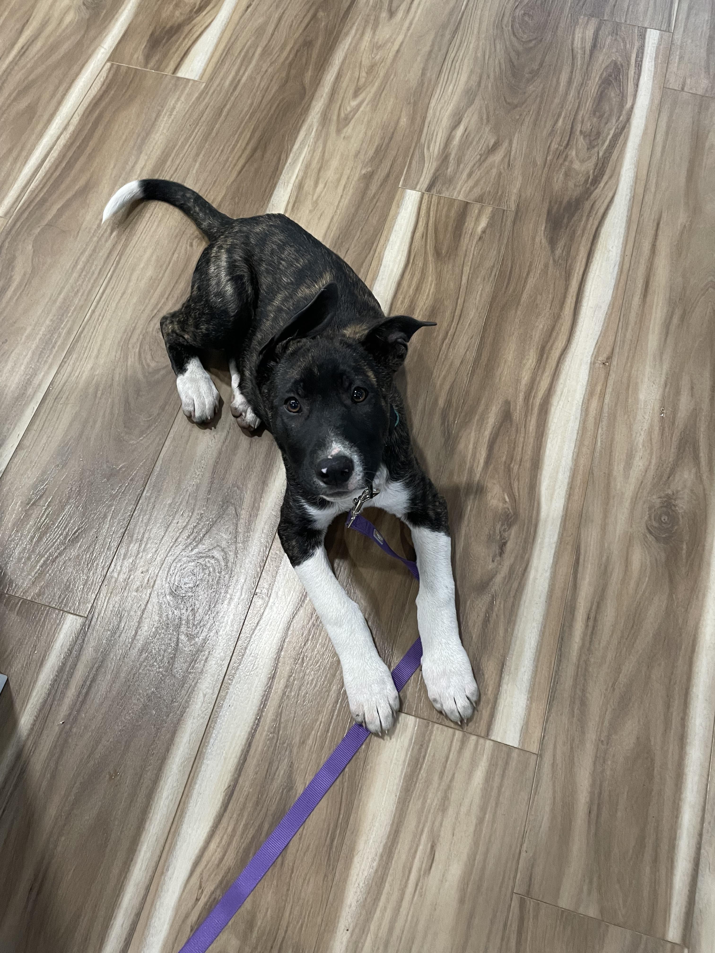 Enlarge Lilo, a ADOPTABLE mixed breed in Tracy, CA image 2/3