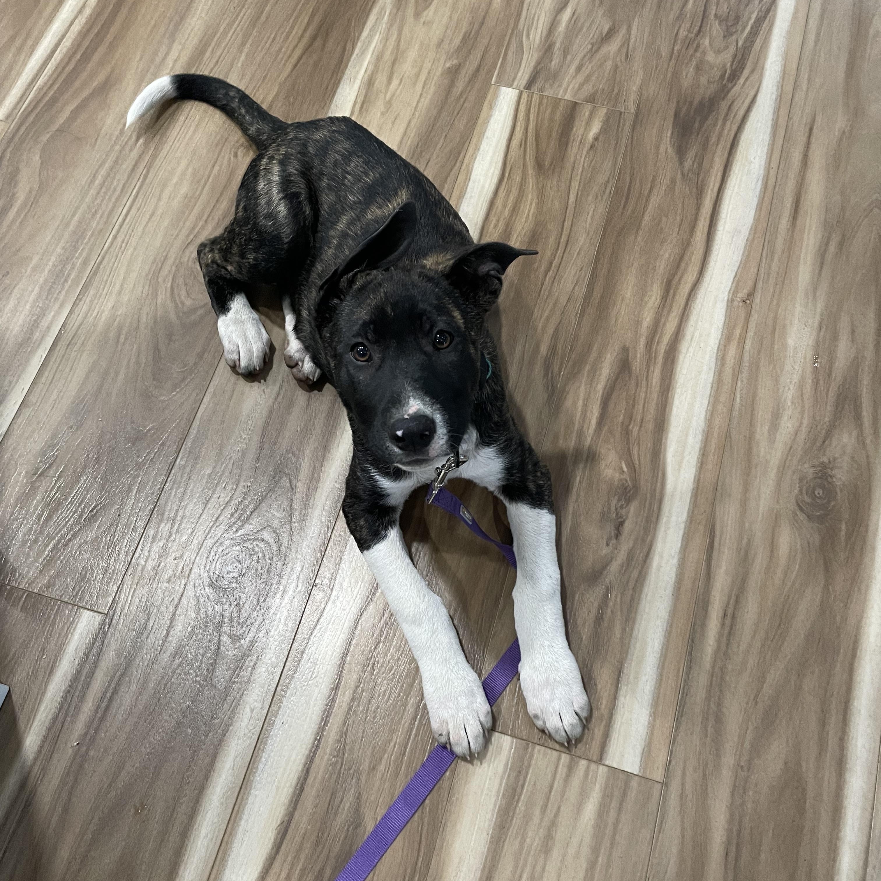 Enlarge Lilo, an adopted mixed breed in Tracy, CA image 2/3