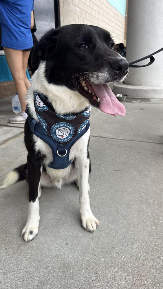 Enlarge Rancher, a Adoptable mixed breed in Silver Spring, MD image 3/6