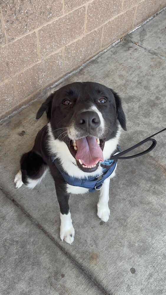 Enlarge Rancher, a Adoptable mixed breed in Silver Spring, MD image 4/6