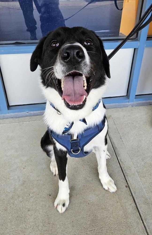 Rancher, Adoptable, Adult Male Great Pyrenees.