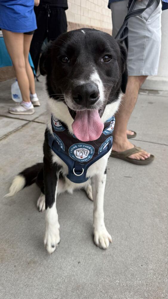 Enlarge Rancher, a Adoptable mixed breed in Silver Spring, MD image 2/6