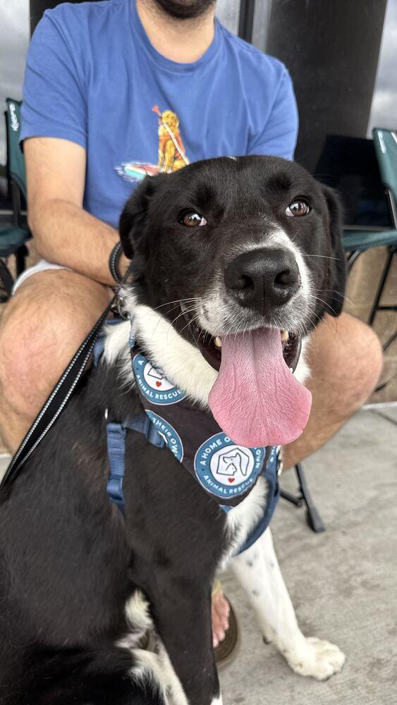 Enlarge Rancher, a Adoptable mixed breed in Silver Spring, MD image 5/6