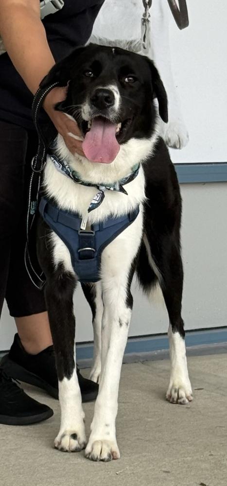 Enlarge Rancher, a Adoptable mixed breed in Silver Spring, MD image 6/6