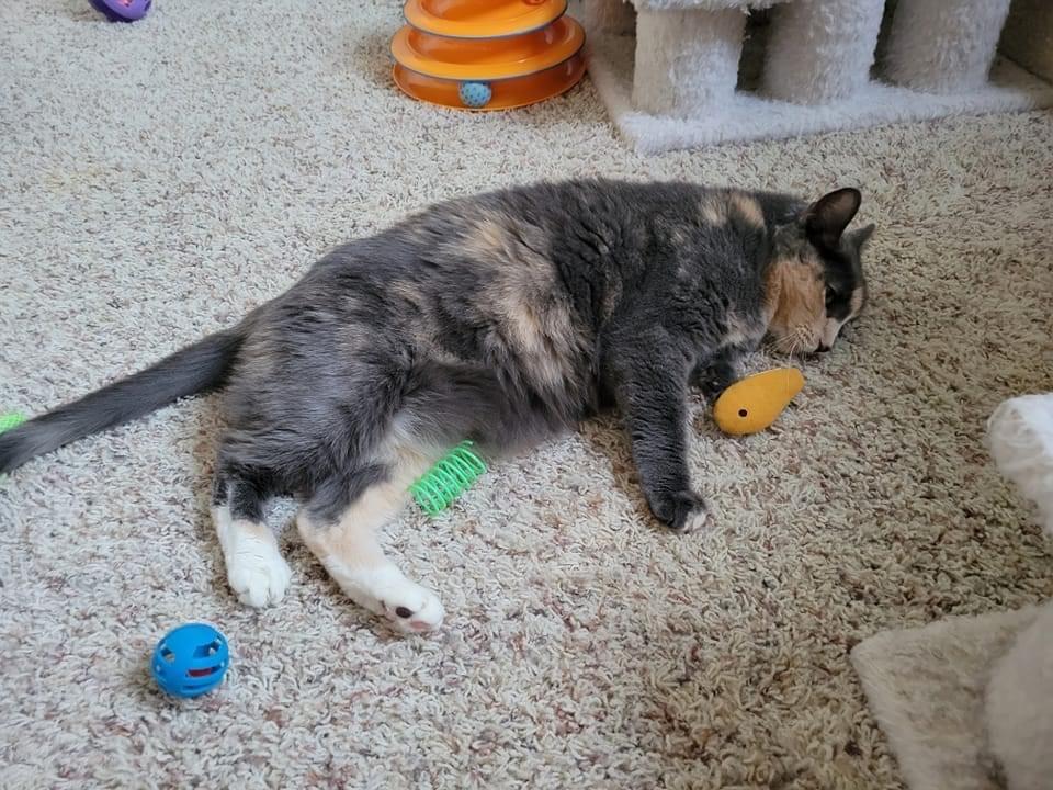 Linaria — thumbnail 2