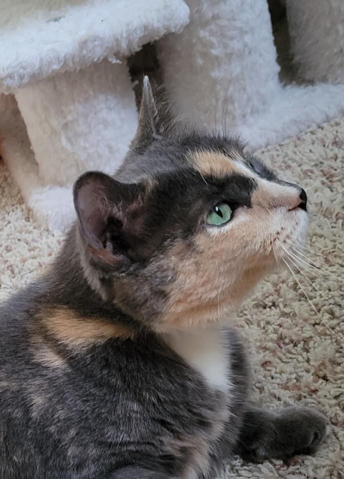 Linaria — thumbnail 3