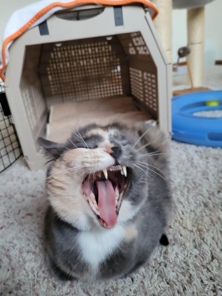 Linaria — thumbnail 4