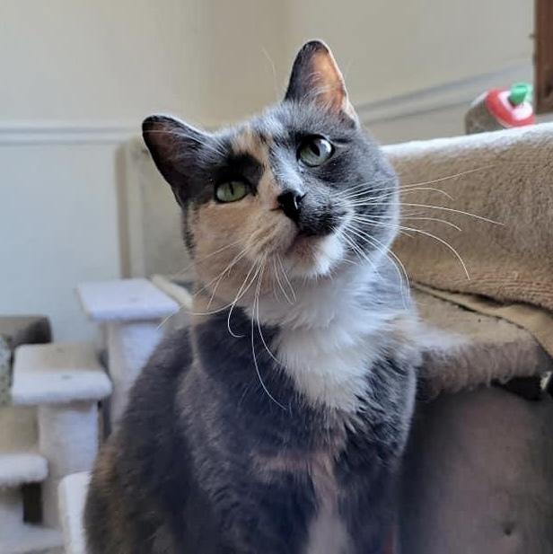 Linaria — thumbnail 5