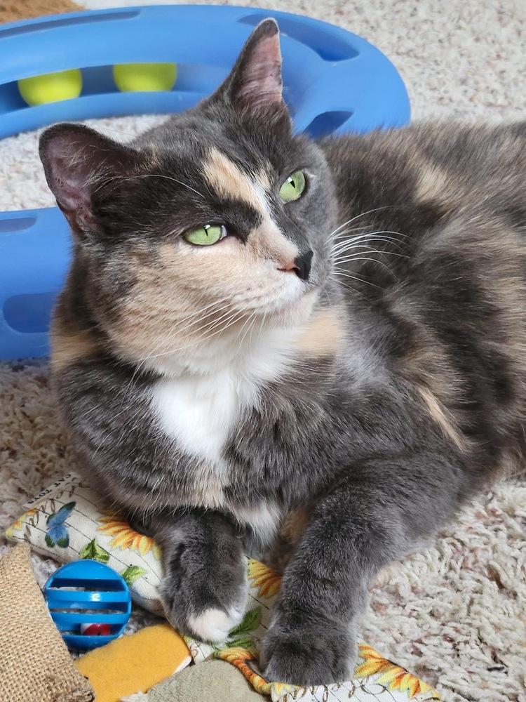 Linaria — thumbnail 6