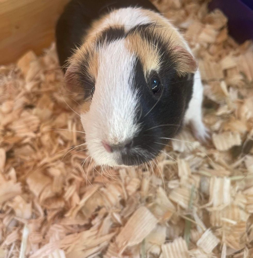 Enlarge Charlette, a Adoptable Guinea Pig in Troy, AL image 1/1