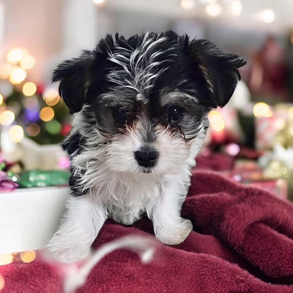 Enlarge Mila-Toy Morkie Puppy!, a Adopted mixed breed in Fort Myers, FL image 1/1