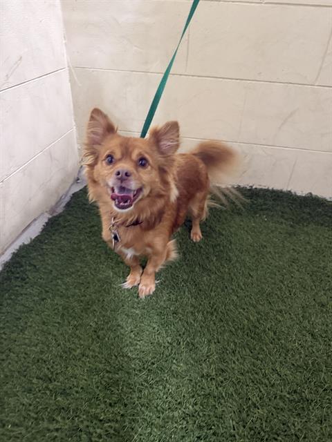 Enlarge CODY, a Adoptable mixed breed in Winter Haven, FL image 1/1