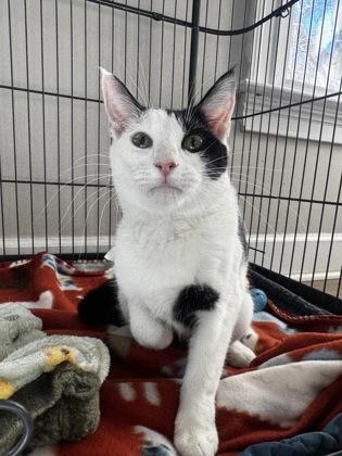 Panda Bear, Adoptable, Adult Male Domestic Short Hair & Domestic Short Hair.