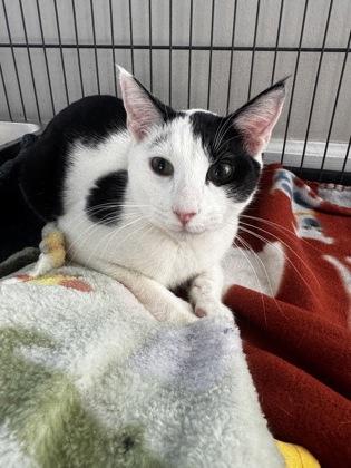 Enlarge Panda Bear, a Adoptable mixed breed in Lawrenceville, GA image 2/3