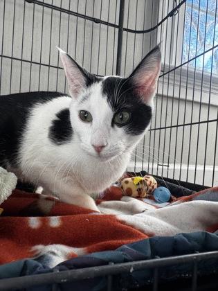 Enlarge Panda Bear, a Adoptable mixed breed in Lawrenceville, GA image 3/3