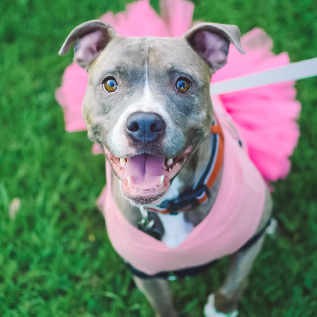 Ziggy (Reduced Rover), a Adoptable Staffordshire Bull Terrier in New Orleans, LA image 1/6