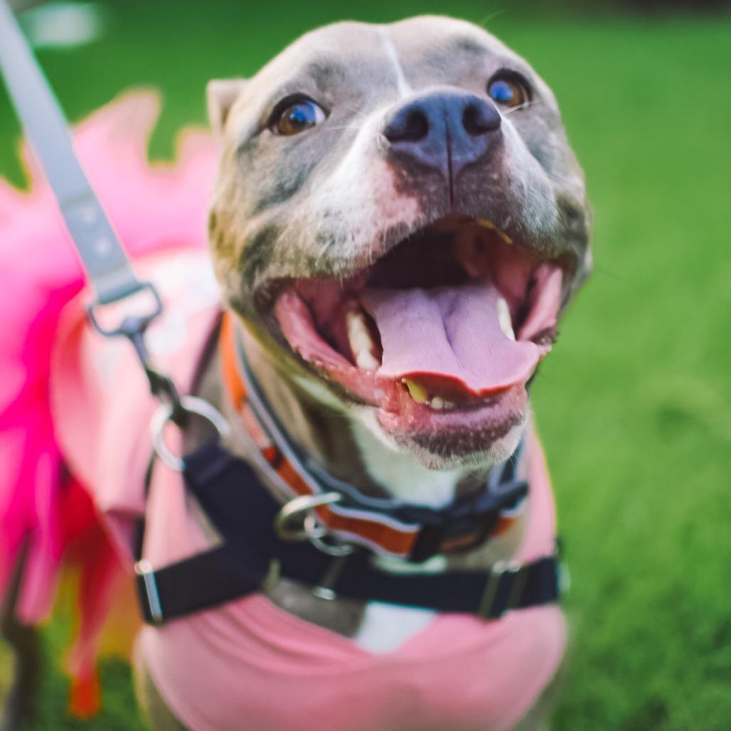 Ziggy (Reduced Rover), a Adoptable Staffordshire Bull Terrier in New Orleans, LA image 2/6