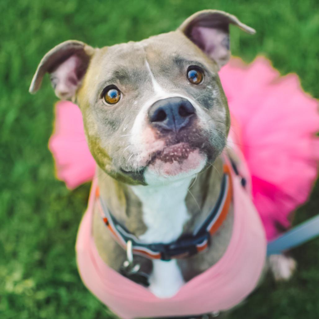 Ziggy (Reduced Rover), a Adoptable Staffordshire Bull Terrier in New Orleans, LA image 3/6