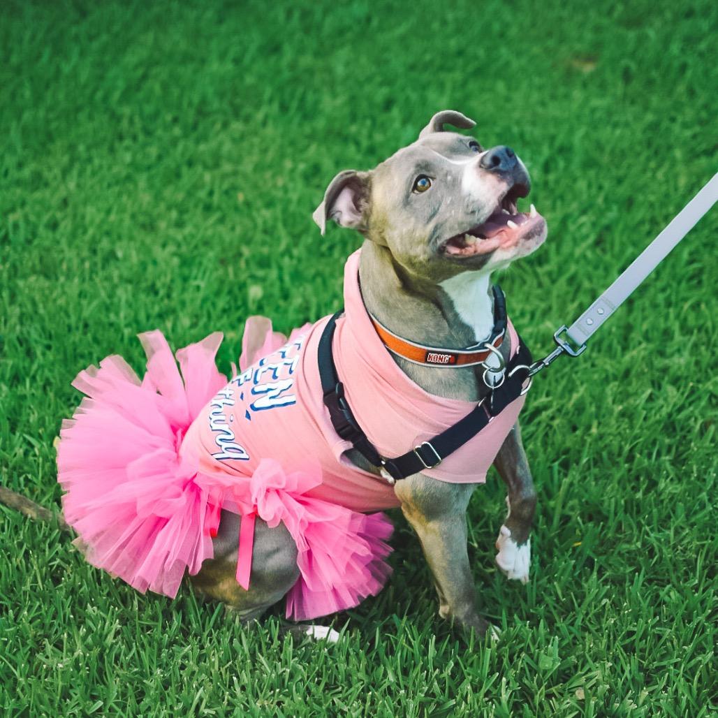 Ziggy (Reduced Rover), a Adoptable Staffordshire Bull Terrier in New Orleans, LA image 4/6