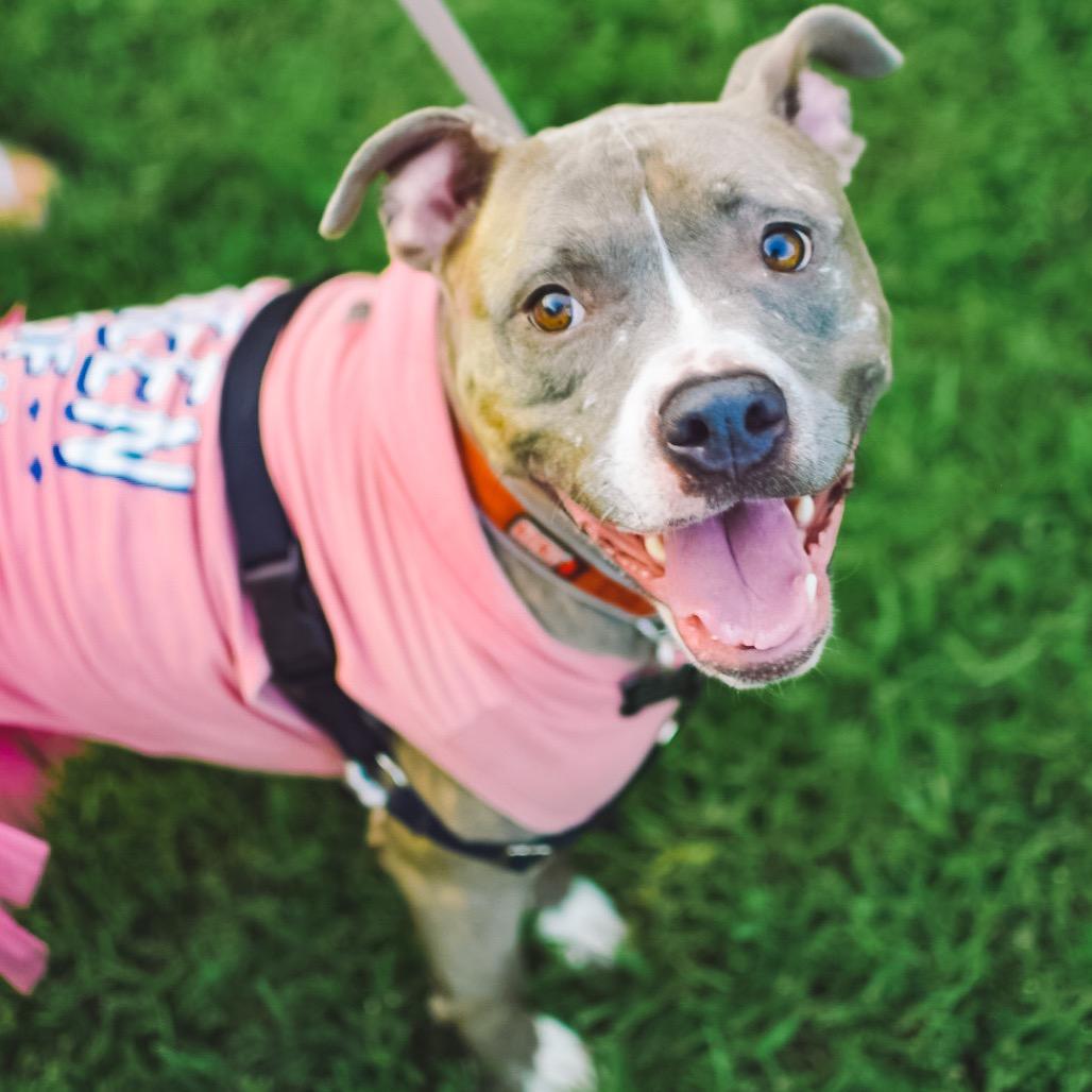 Ziggy (Reduced Rover), a Adoptable Staffordshire Bull Terrier in New Orleans, LA image 5/6