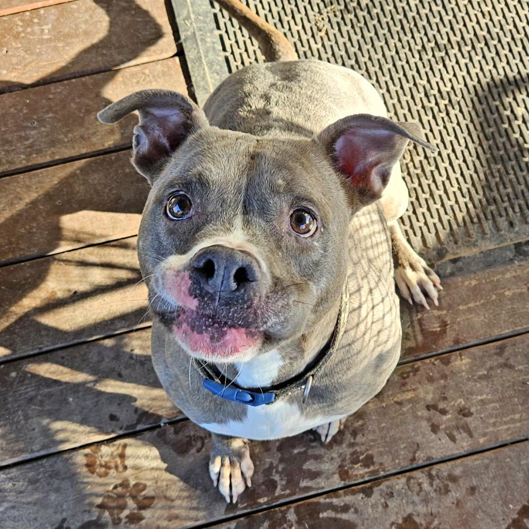Ziggy (Reduced Rover), a Adoptable Staffordshire Bull Terrier in New Orleans, LA image 6/6