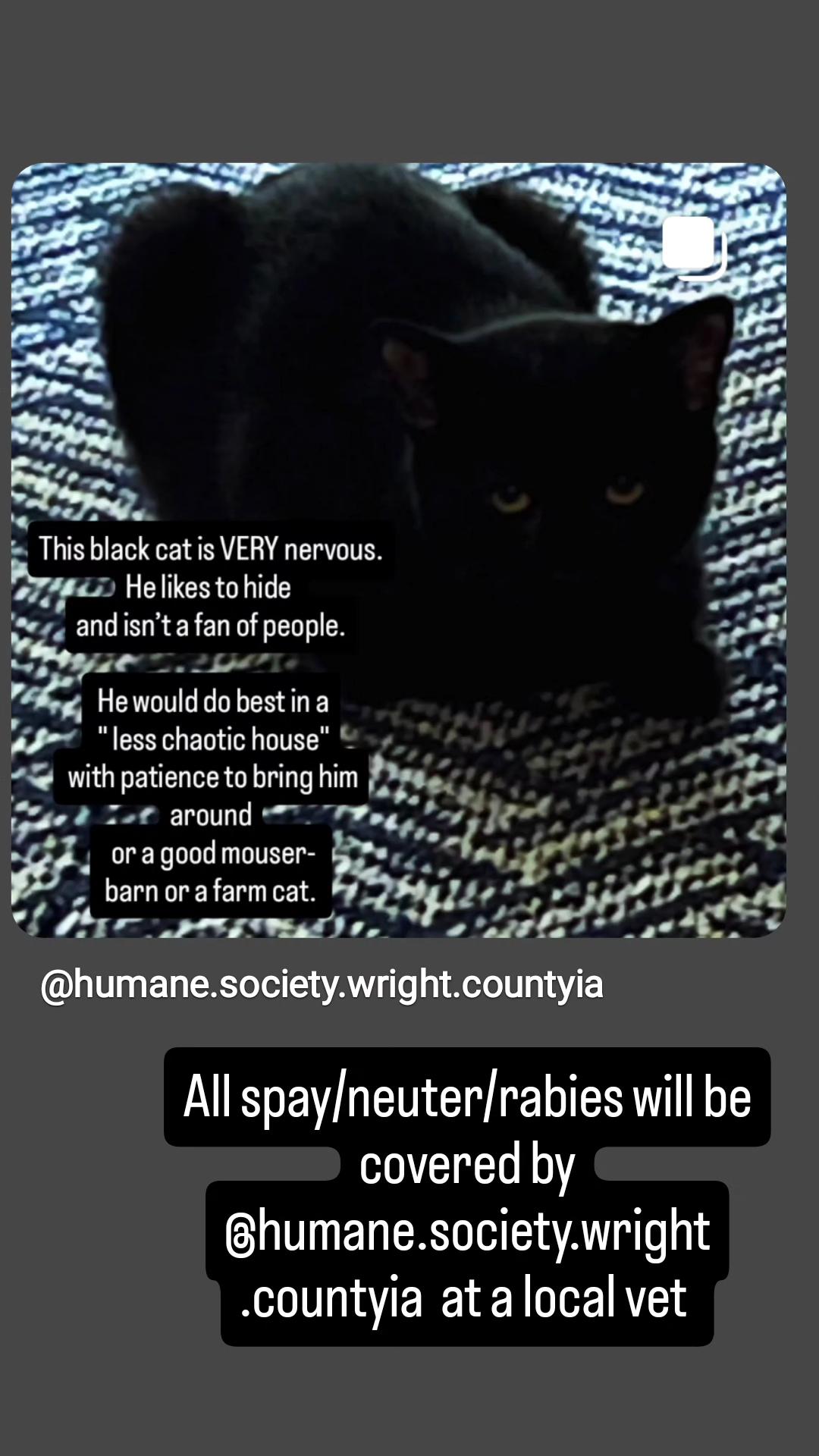 Enlarge Dark Knight, a Adoptable American Shorthair in Clarion, IA image 1/1