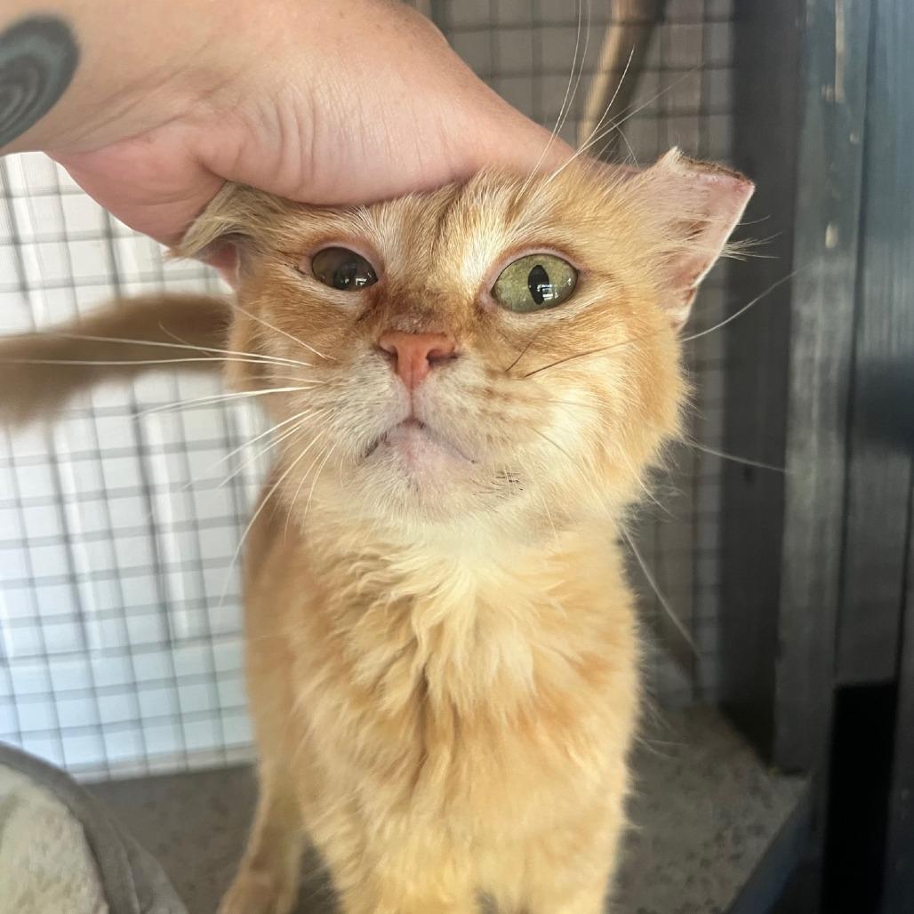 Sophie, Adoptable, Senior Female Domestic Short Hair.