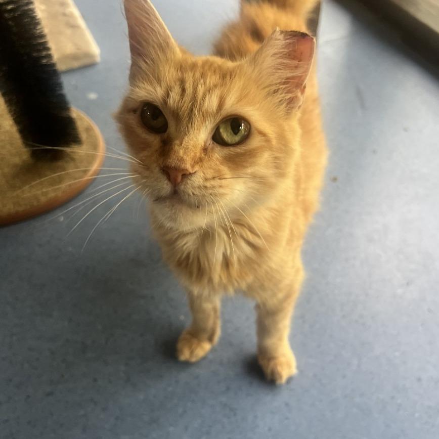 Enlarge Sophie, a Adoptable Domestic Short Hair in Gainesville, FL image 2/2