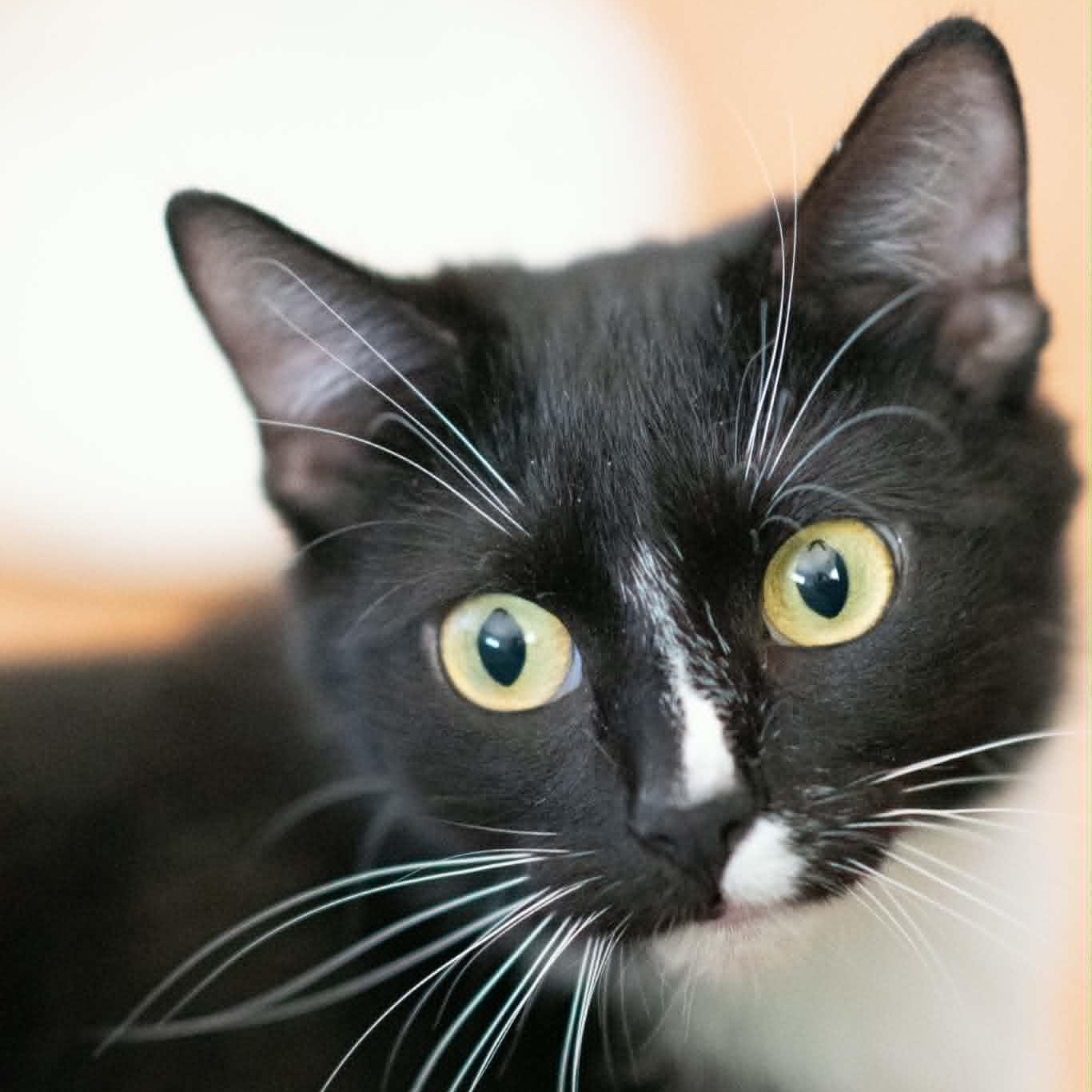 Sky, ADOPTABLE, Young Female Domestic Short Hair.