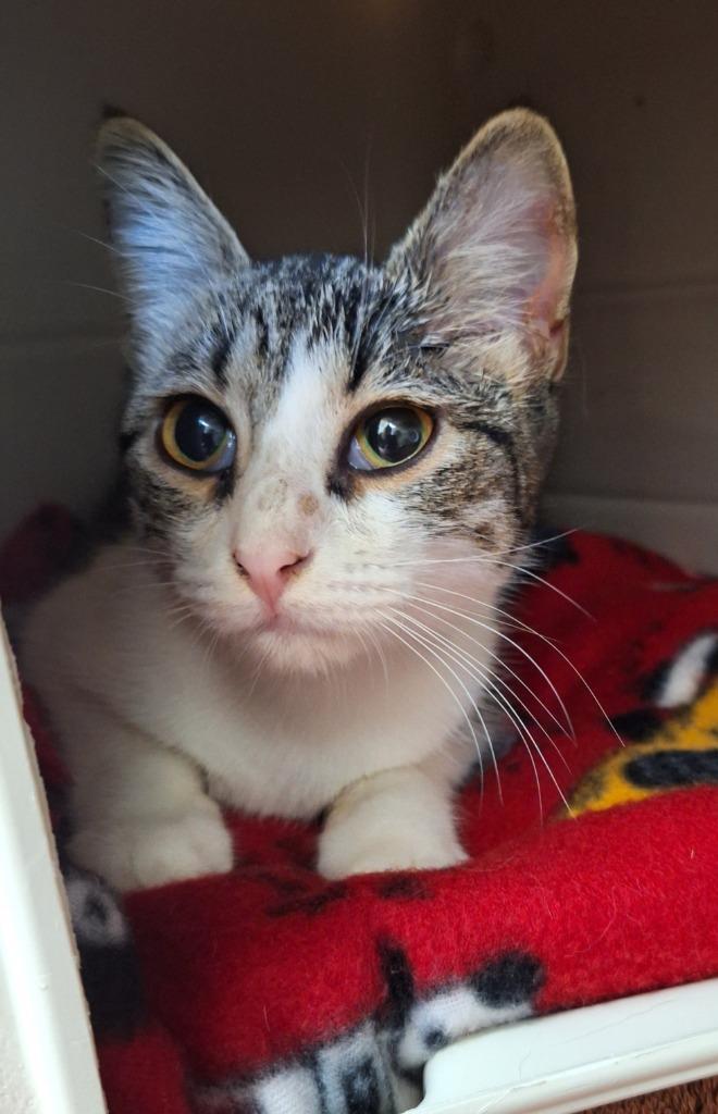 Fiona, Adoptable, Kitten Female Domestic Short Hair.