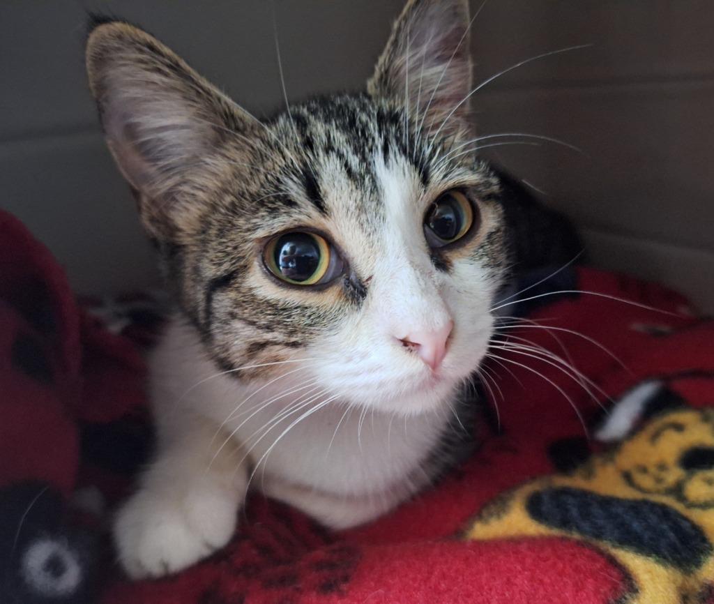 Enlarge Fiona, a Adoptable mixed breed in Noble, OK image 2/2