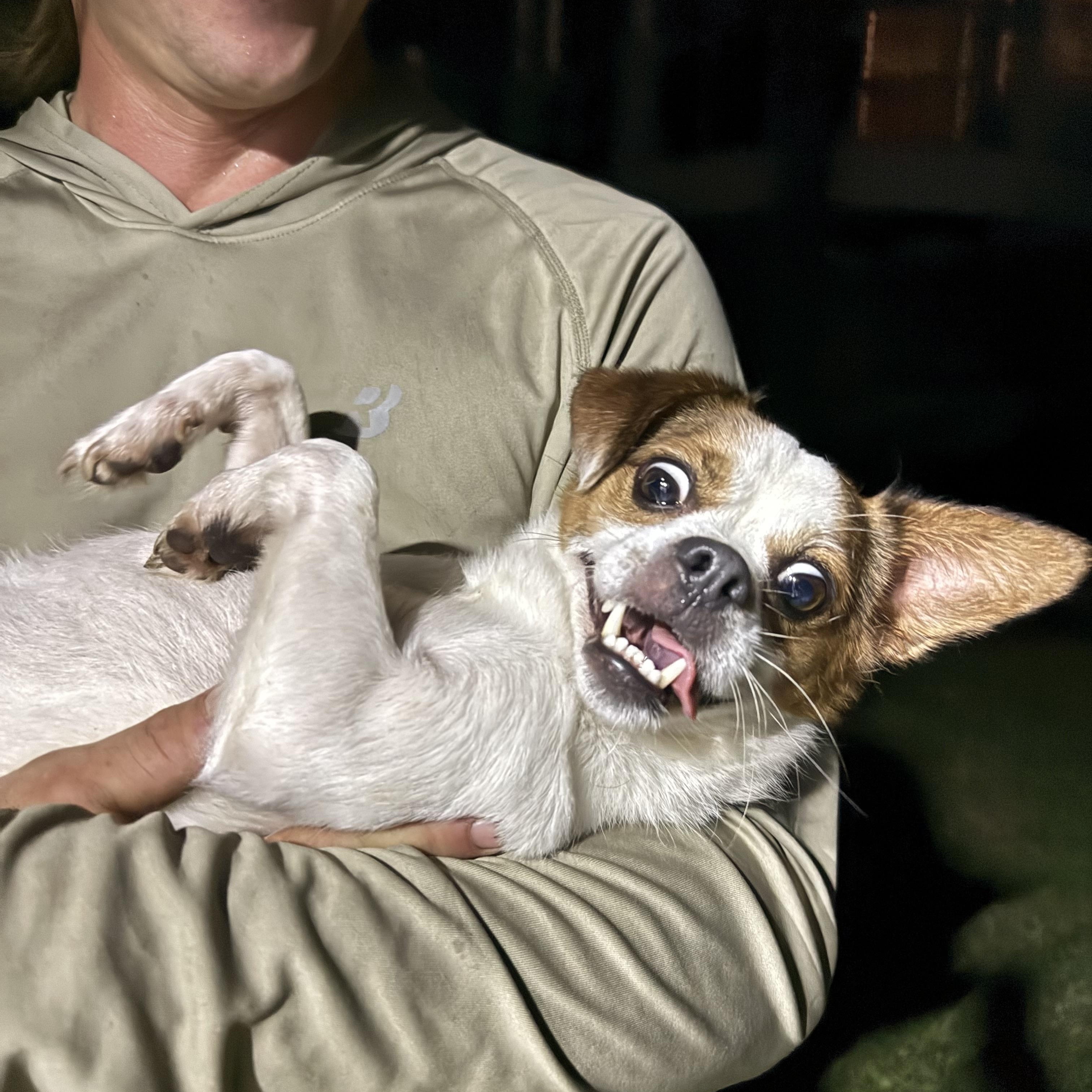 Enlarge Buck, a Adopted mixed breed in Fries, VA image 6/6