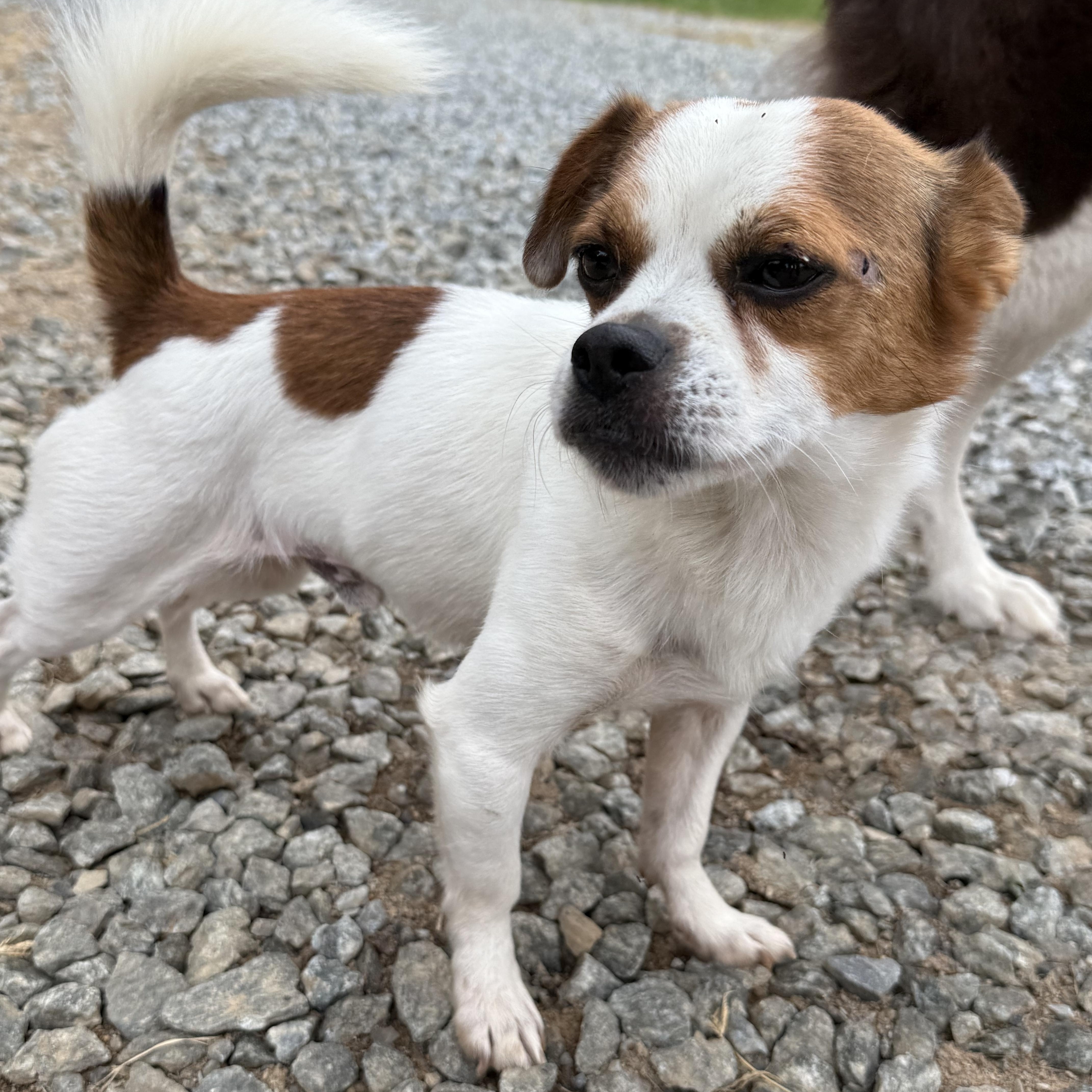 Enlarge Buck, a Adopted mixed breed in Fries, VA image 2/6
