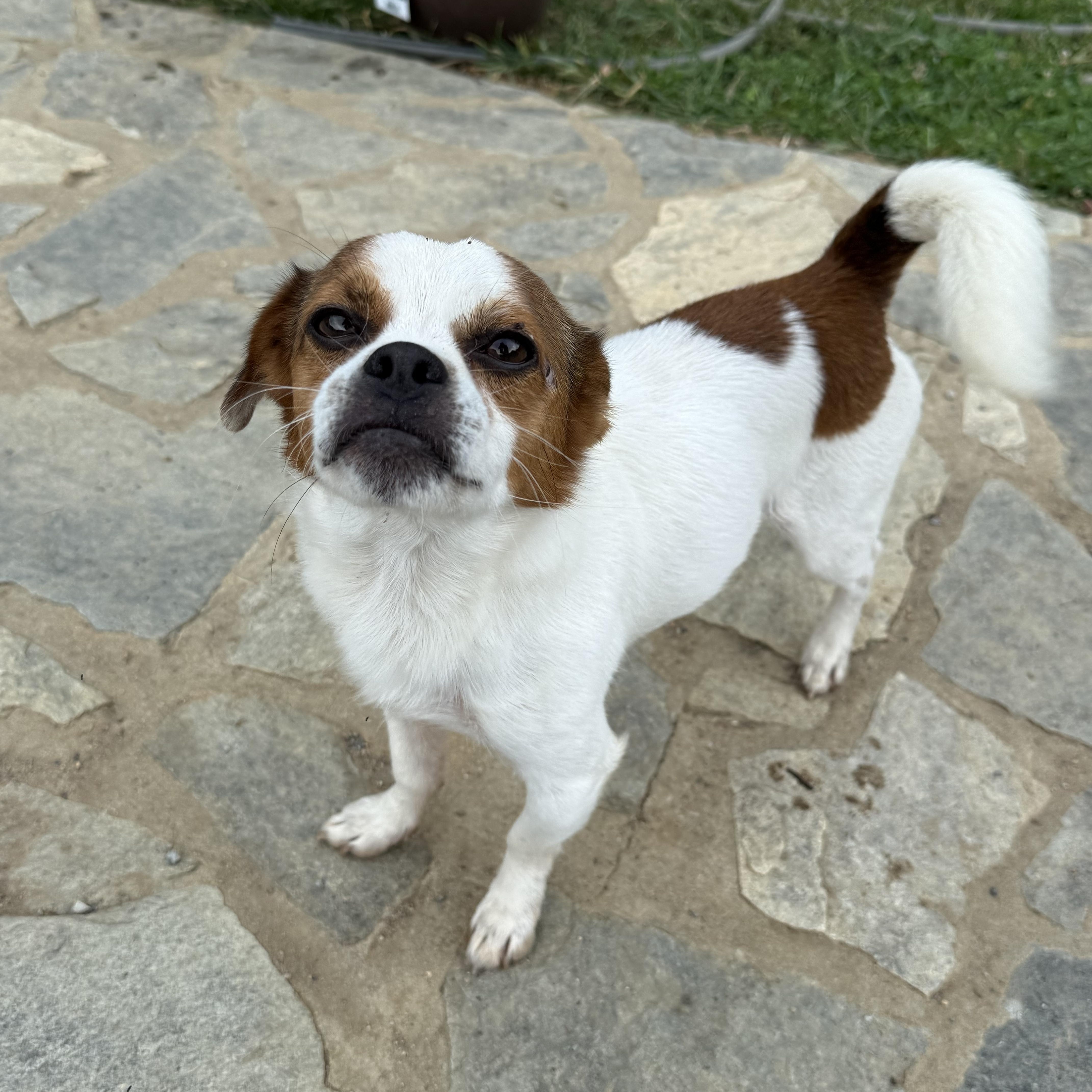 Enlarge Buck, a Adopted mixed breed in Fries, VA image 3/6