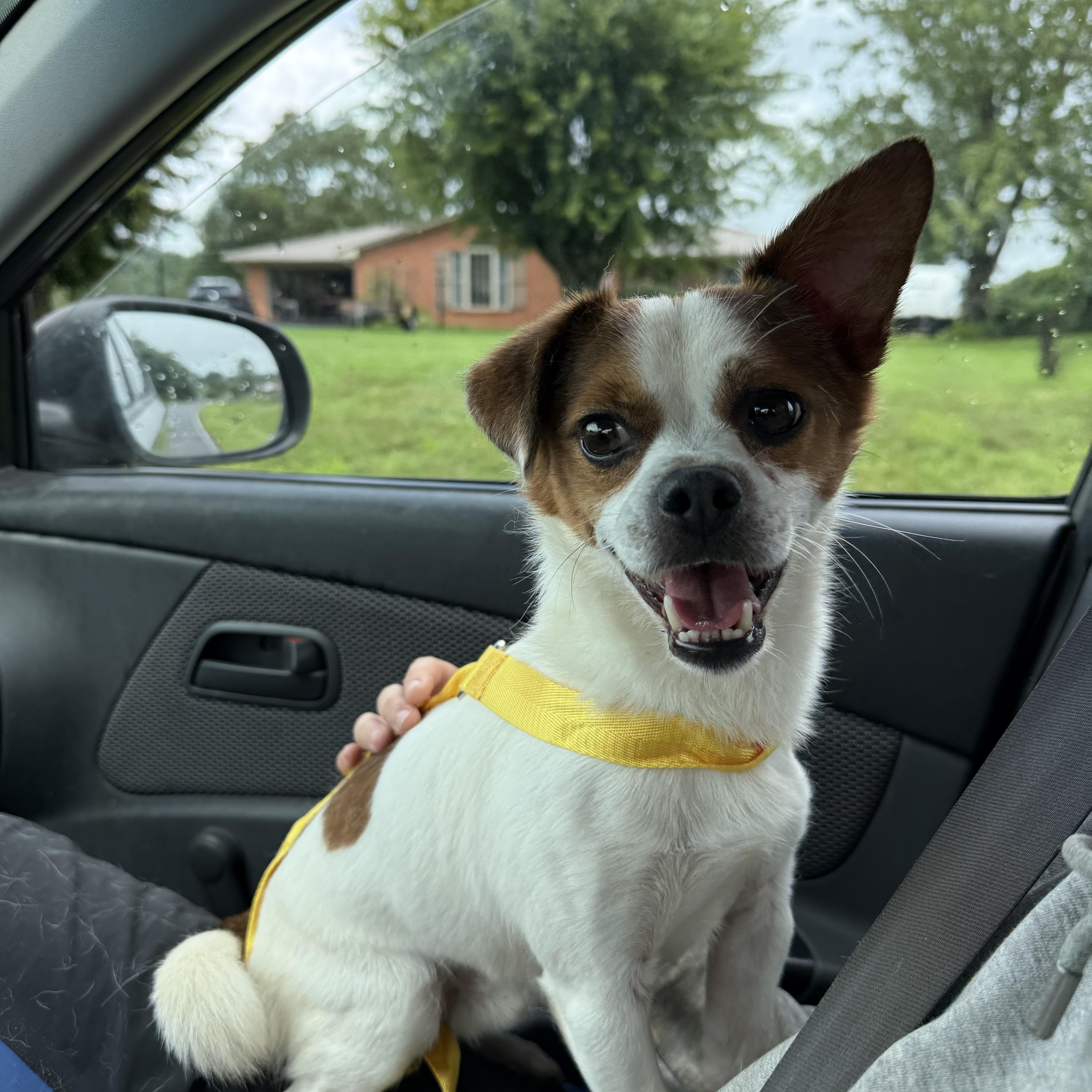 Enlarge Buck, a Adopted mixed breed in Fries, VA image 4/6