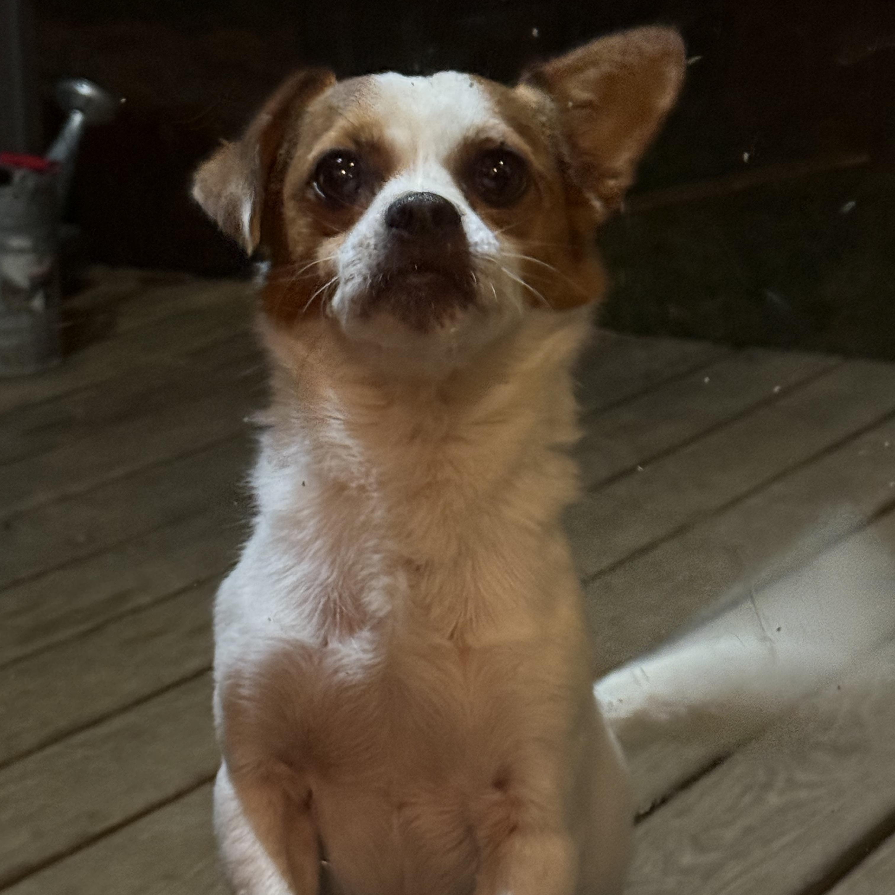 Enlarge Buck, a Adopted mixed breed in Fries, VA image 5/6