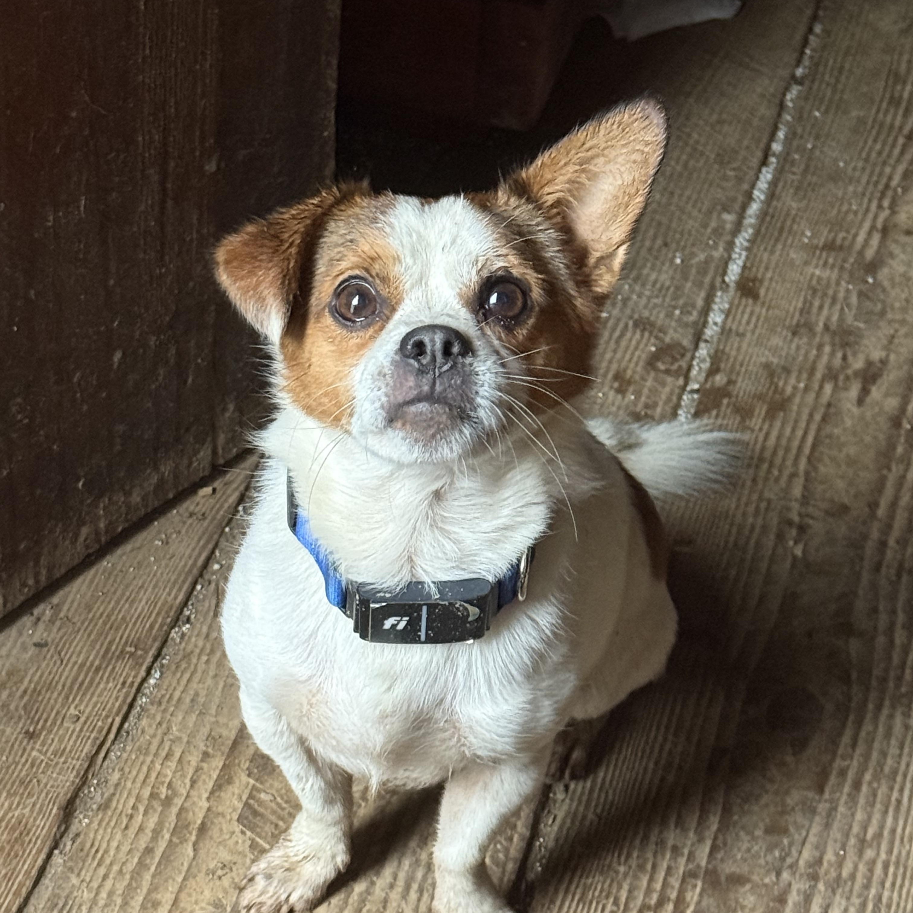 Buck, Adopted, Adult Male Jack Russell Terrier.