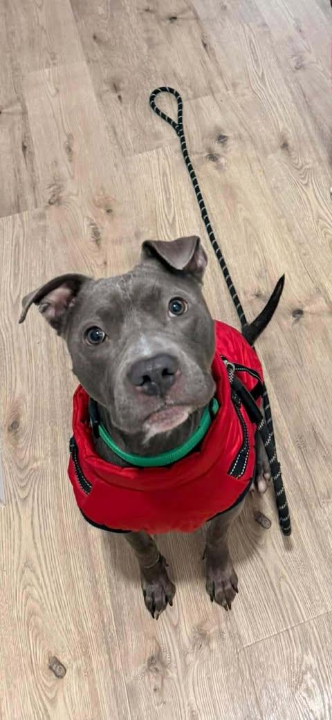 Casper, a Adoptable mixed breed in Albany, NY image 1/4