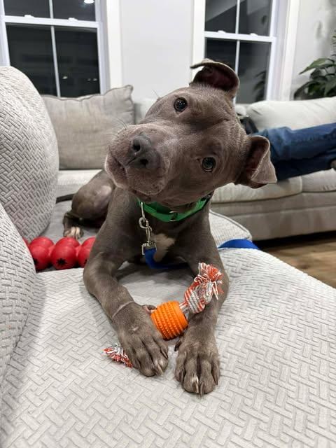 Casper, a Adoptable mixed breed in Albany, NY image 3/4