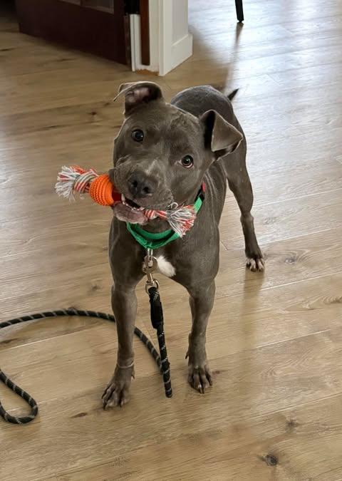 Casper, a Adoptable mixed breed in Albany, NY image 4/4