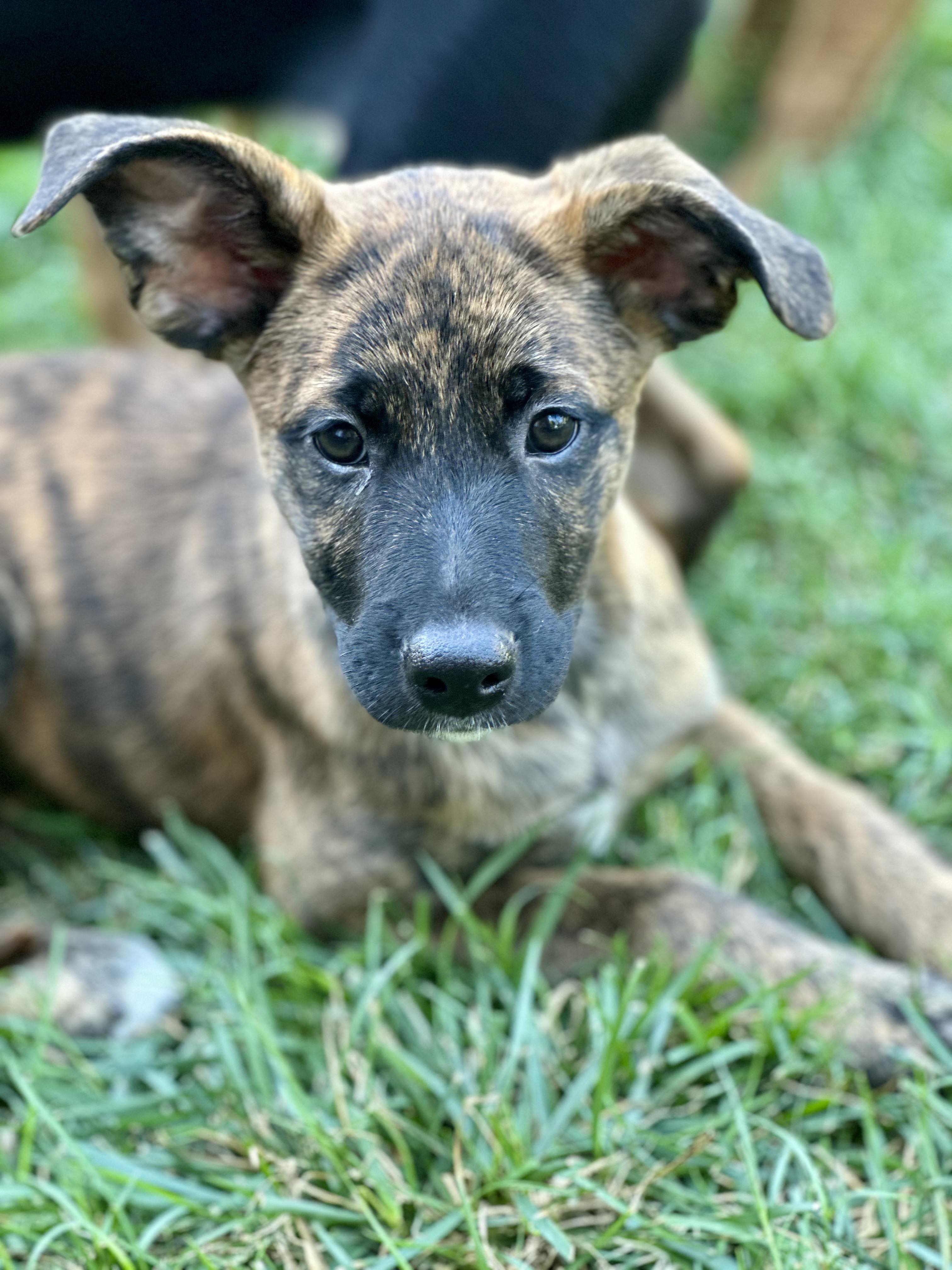 Cori, a Adopted mixed breed in Richmond, KY image 2/4
