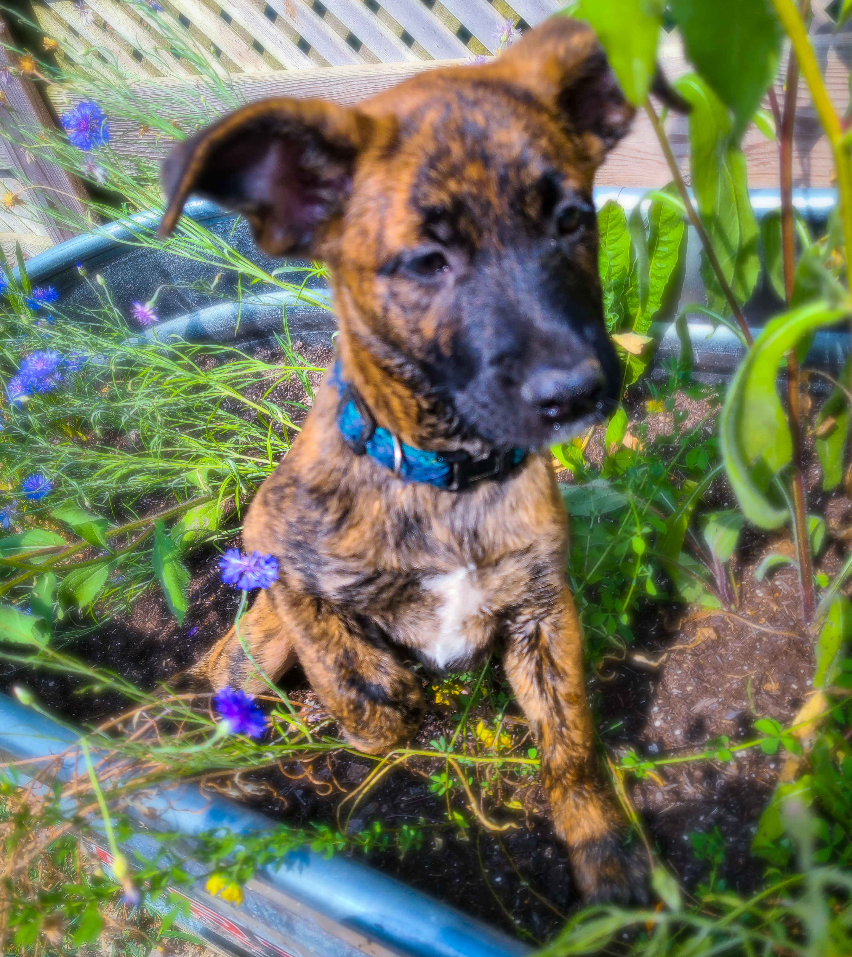 Cori, Adopted, Puppy Female Boxer & Husky.