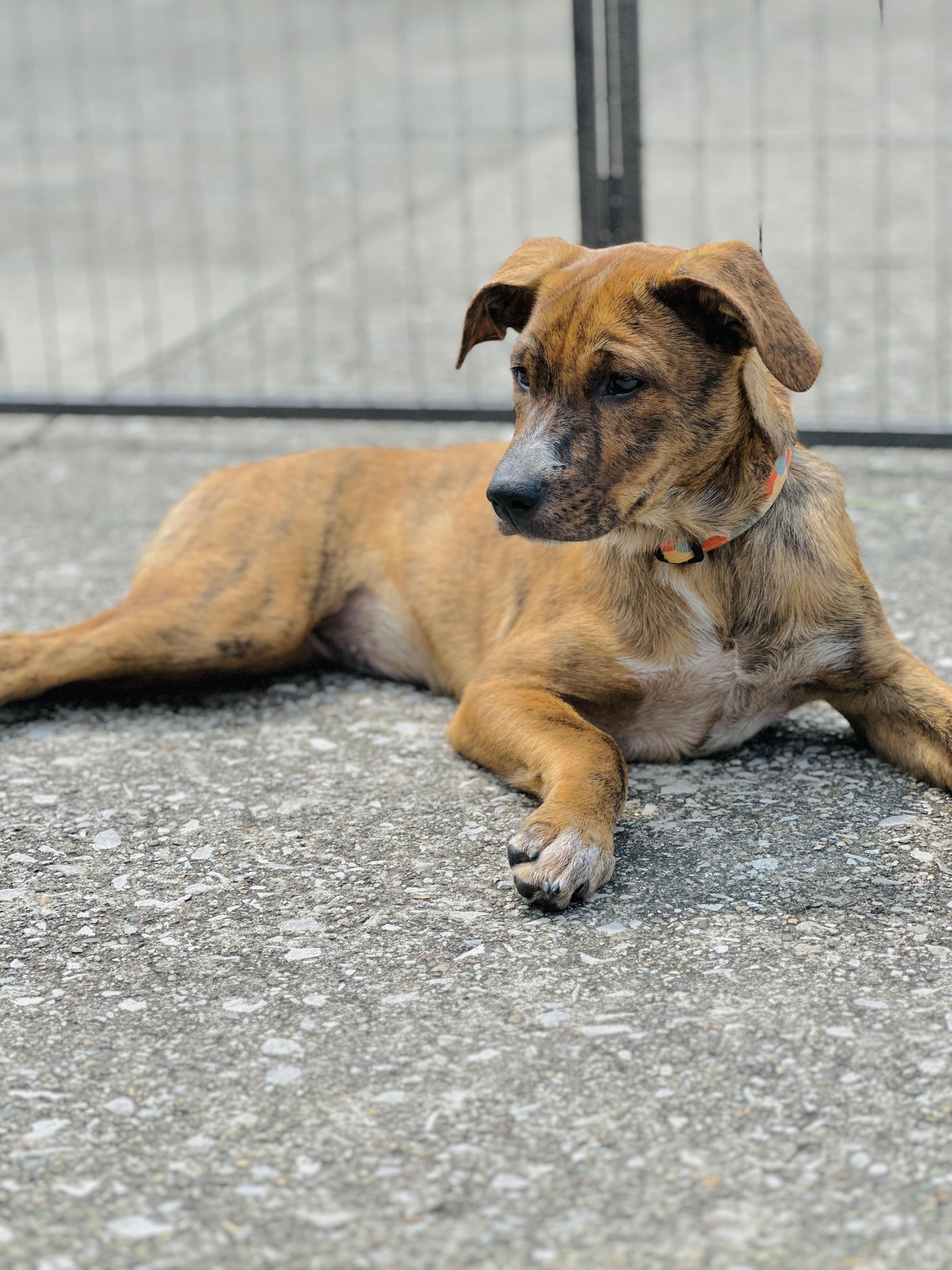 Cori, a Adopted mixed breed in Richmond, KY image 3/4