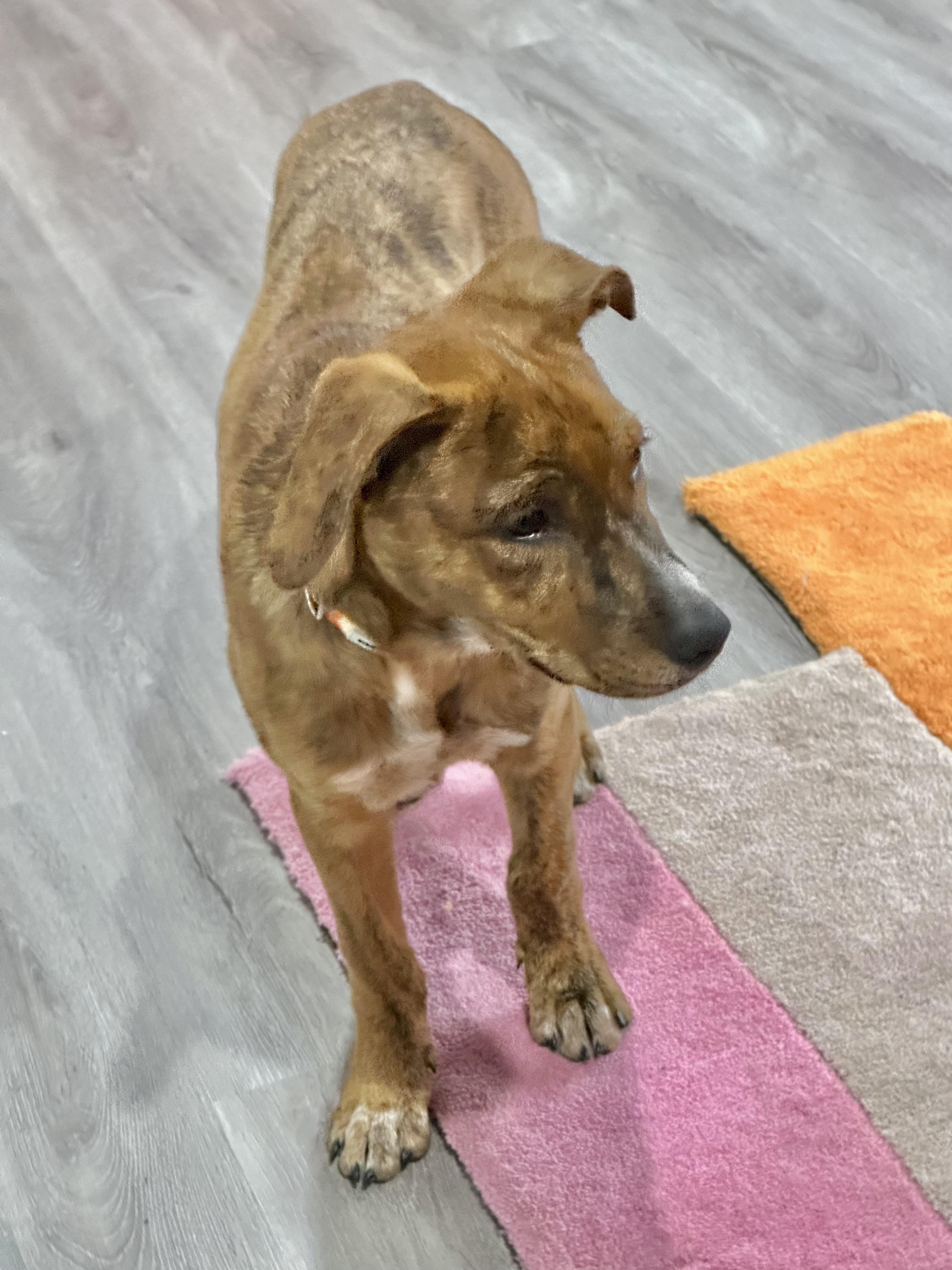 Cori, a Adopted mixed breed in Richmond, KY image 4/4