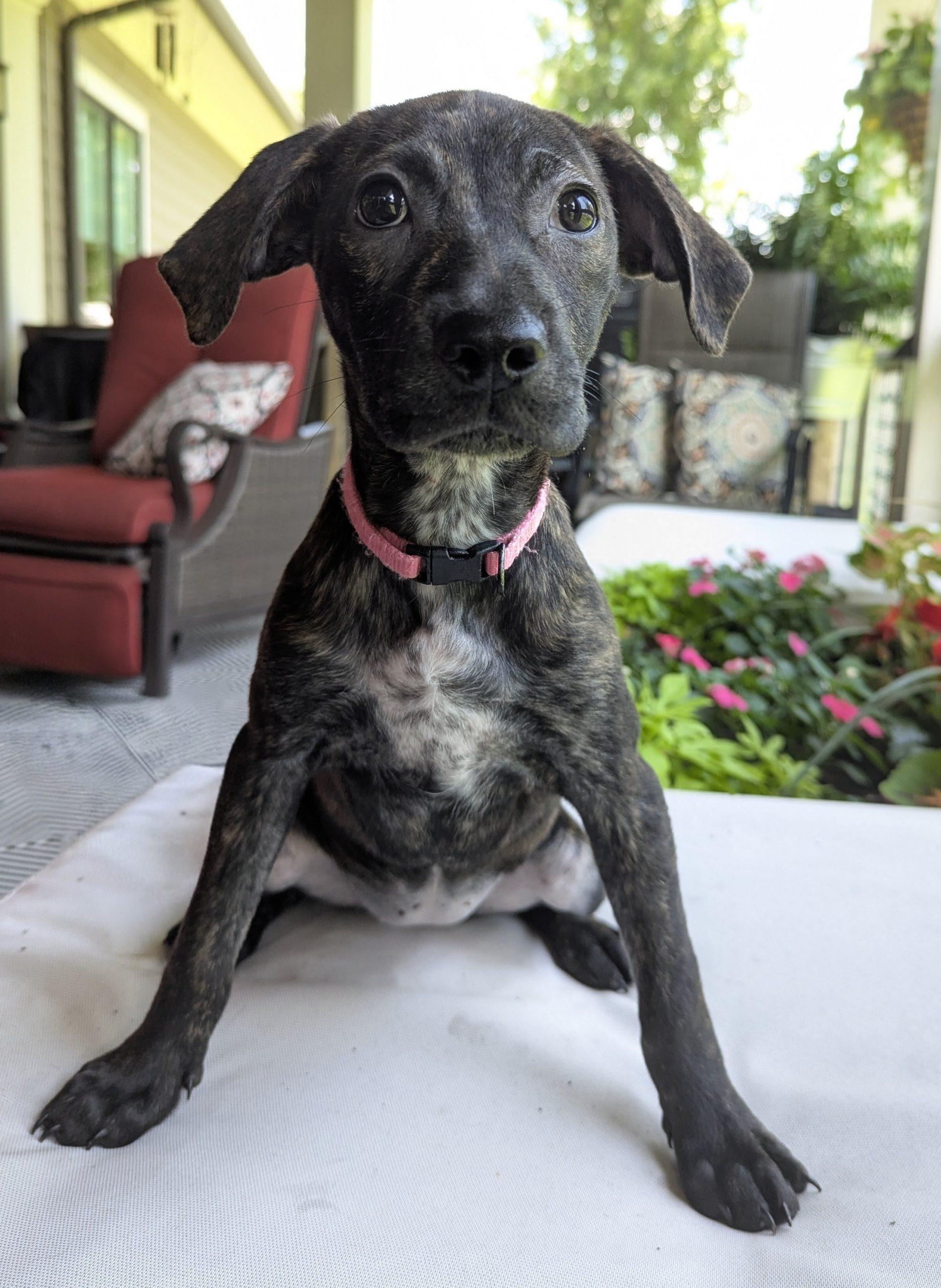 Reina, Adoptable, Young Female Beagle & Mixed Breed.