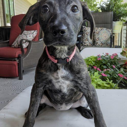 Reina, a Adoptable mixed breed in Leesburg, AL image 2/2